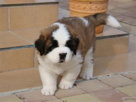 Svätobernardský pes v hre s deťmi