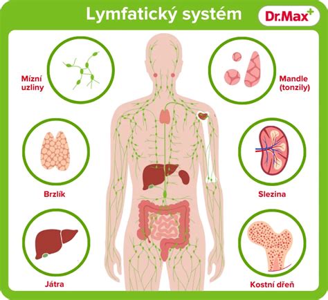 Anatomická schéma lymfatického systému psa