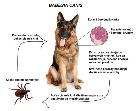 Pes s viditeľne zväčšenými lymfatickými uzlinami na krku