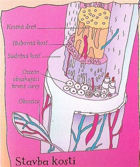 Štruktúra kĺbov psa