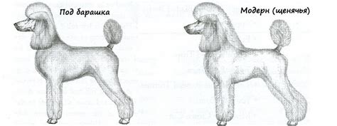 Štruktúra srsti pudla