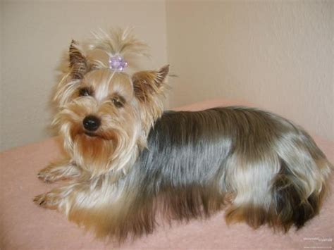 Jorkšírsky teriér s dlhou srsťou