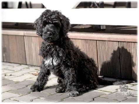 Portugalský vodný pes pri vode