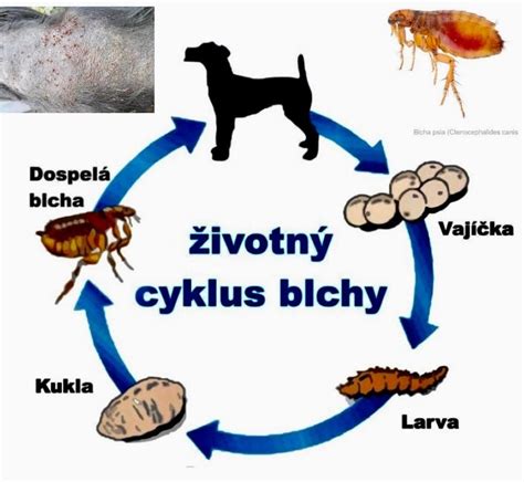 Ilustrácia rôznych typov črevných parazitov u psov