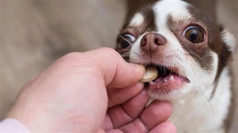 Šteniatko dostáva liek na odčervenie