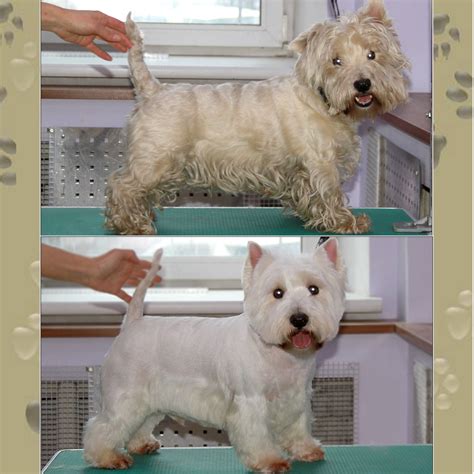 Česanie srsti West Highland White Teriéra