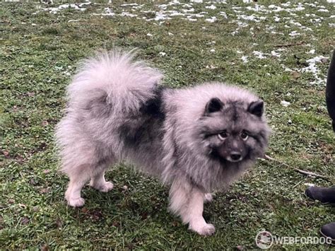 Štěně vlčího špice (Keeshond) s rodokmenem