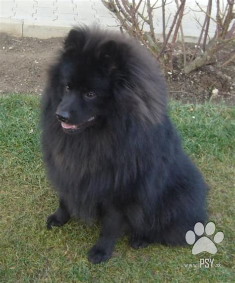 Nemecký špic velký černý v dospělosti