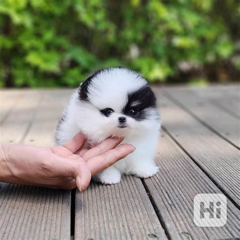 Hravé štěně Pomeranian