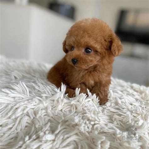 miniatúrny pudel šteniatko