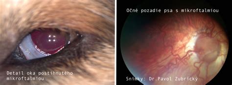 Rôzne príznaky ochorení u psov