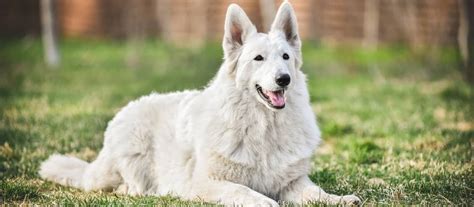 Pes plemena biely švajčiarsky ovčiak