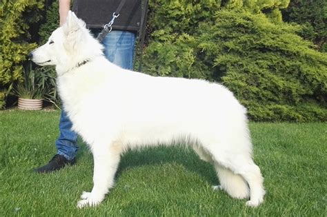 Šteniatka bielych švajčiarskych ovčiakov