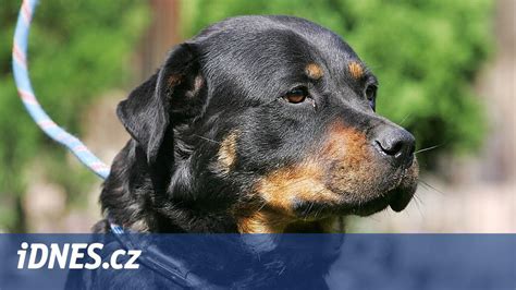 Pes v lanovke