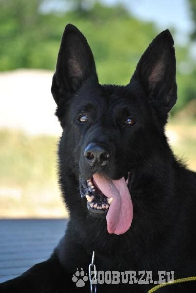 Štýlový čierny nemecký ovčiak pózuje v exteriéri