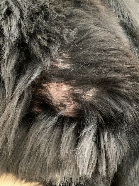 Pes s kvasinkovou infekciou kože