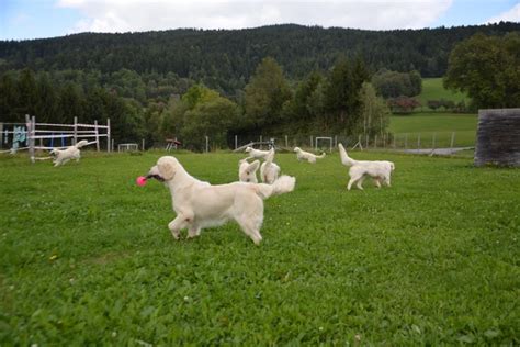 Stará fotografia prvého lorda Tweedmoutha so psami