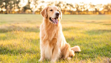Zlatý retríver pri výcviku agility