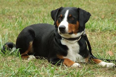 Appenzellský salašnický pes v typickom exteriéri