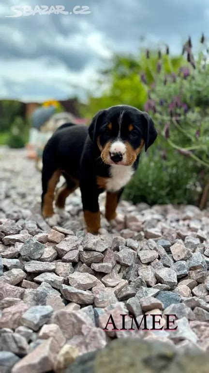 Šteňa Appenzellského salašnického psa