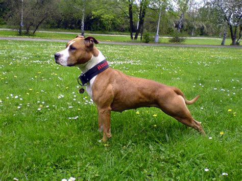 Pes amerického pitbulteriéra pri agility