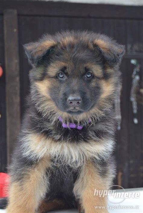 Rôzne farebné varianty nemeckého ovčiaka