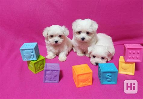 Staroveké vyobrazenia maltezského psíka