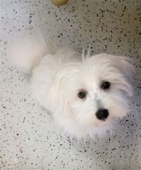 Detail tváre maltezského psíka