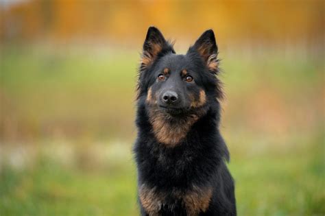 Pes chodský pes v prírode