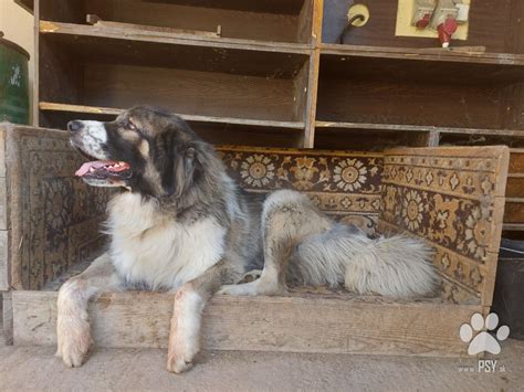 Detail srsti kaukazského ovčiaka