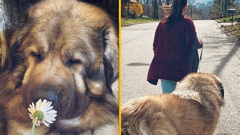 Rodina s kaukazským ovčiakom