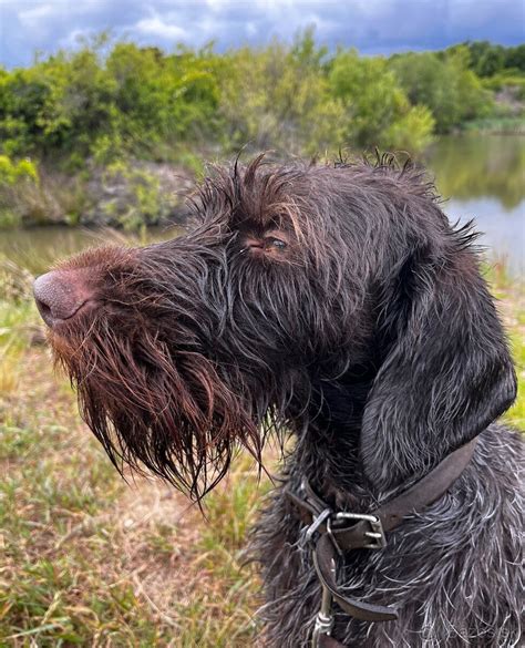 Detail srsti nemeckého dlhosrstého stavača