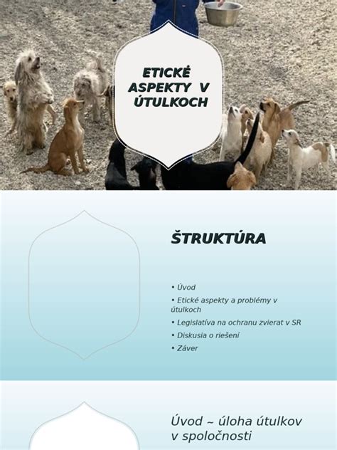 Infografika o počte psov v útulkoch
