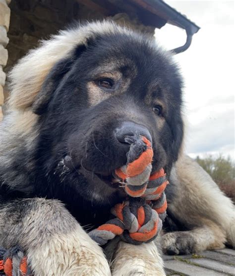 Detailní záběr na srst kavkazského pasteveckého psa