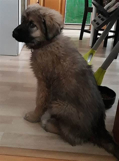 Štěně kavkazského pasteveckého psa během socializace