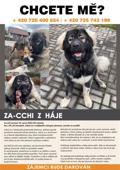 Infografika srovnávající velikost kavkazského pasteveckého psa s jinými plemeny