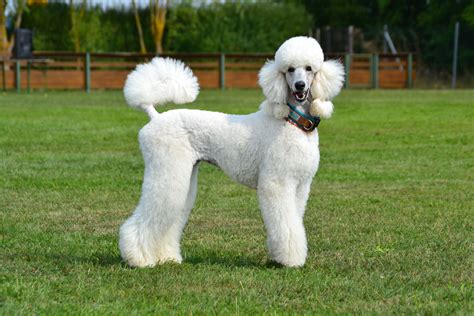 Pudel s elegantným jesenným účesom