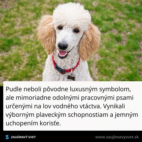 Pudel bežiaci v jesennom parku