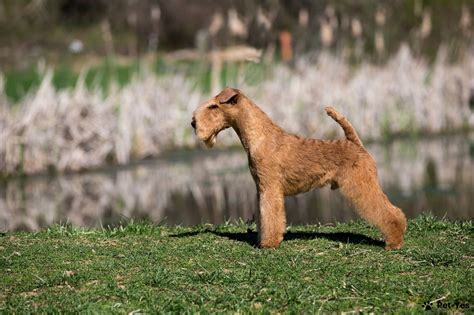 Štandardná postava nemeckého lovckého teriéra