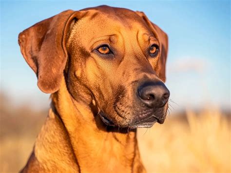 Šteniatko Rhodesian Ridgeback