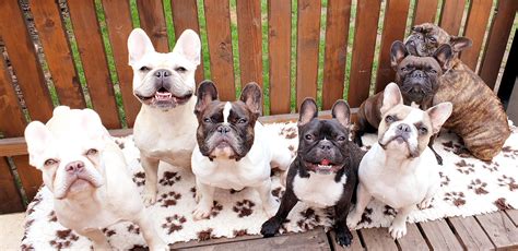 Koláž rôznych sfarbení srsti francúzskych buldočkov