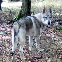 Šteňa československého vlčiaka