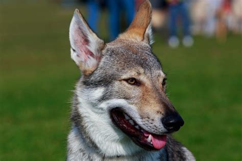 Detail hlavy československého vlčiaka s jantárovými očami