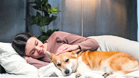 Pes v posteli s majiteľom