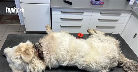 Majiteľ objíma smútiaceho psa