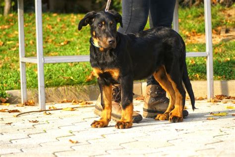 Beauceron s typickou hnedou 