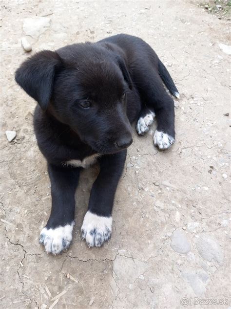 Šteniatka francúzskych ovčiakov