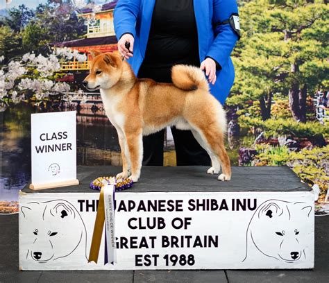 Shiba Inu v hre