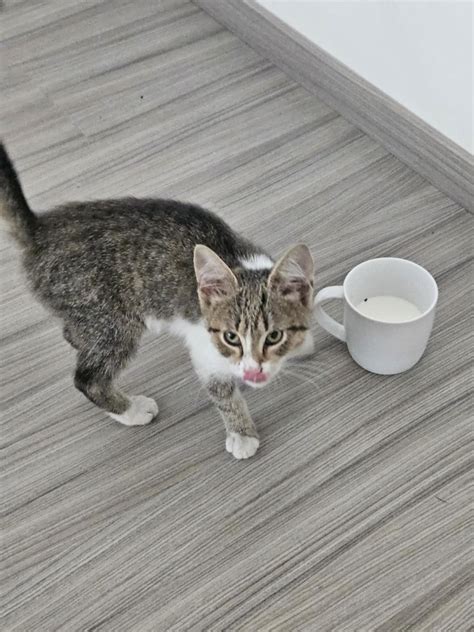 Staršia sučka s inkontinenciou