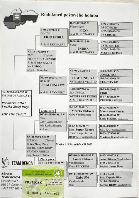 Rodokmeň dlhosrstej kólie
